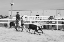 Equine Photography from horse events at the 174th Ancaster fair on September 20th of 2024.