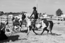 Equine Photography from horse events at the 174th Ancaster fair on September 20th of 2024.