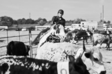 Equine Photography from horse events at the 174th Ancaster fair on September 20th of 2024.