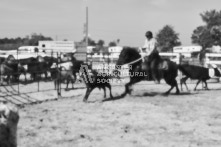 Equine Photography from horse events at the 174th Ancaster fair on September 20th of 2024.