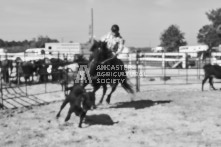 Equine Photography from horse events at the 174th Ancaster fair on September 20th of 2024.