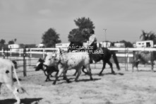 Equine Photography from horse events at the 174th Ancaster fair on September 20th of 2024.