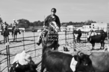 Equine Photography from horse events at the 174th Ancaster fair on September 20th of 2024.