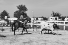 Equine Photography from horse events at the 174th Ancaster fair on September 20th of 2024.