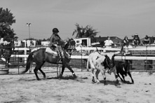 Equine Photography from horse events at the 174th Ancaster fair on September 20th of 2024.