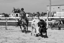 Equine Photography from horse events at the 174th Ancaster fair on September 20th of 2024.