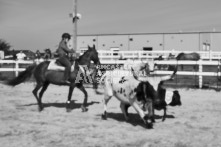 Equine Photography from horse events at the 174th Ancaster fair on September 20th of 2024.