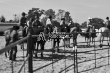 Equine Photography from horse events at the 174th Ancaster fair on September 20th of 2024.