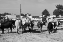 Equine Photography from horse events at the 174th Ancaster fair on September 20th of 2024.