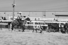 Equine Photography from horse events at the 174th Ancaster fair on September 20th of 2024.