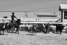 Equine Photography from horse events at the 174th Ancaster fair on September 20th of 2024.