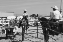 Equine Photography from horse events at the 174th Ancaster fair on September 20th of 2024.