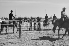 Equine Photography from horse events at the 174th Ancaster fair on September 20th of 2024.