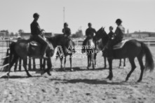 Equine Photography from horse events at the 174th Ancaster fair on September 20th of 2024.