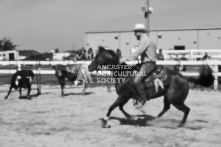 Equine Photography from horse events at the 174th Ancaster fair on September 20th of 2024.