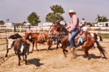 Equine Photography from horse events at the 174th Ancaster fair on September 20th of 2024.