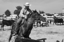 Equine Photography from horse events at the 174th Ancaster fair on September 20th of 2024.