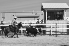 Equine Photography from horse events at the 174th Ancaster fair on September 20th of 2024.