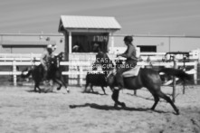 Equine Photography from horse events at the 174th Ancaster fair on September 20th of 2024.