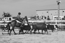 Equine Photography from horse events at the 174th Ancaster fair on September 20th of 2024.