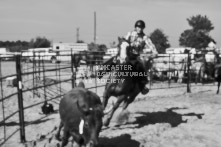 Equine Photography from horse events at the 174th Ancaster fair on September 20th of 2024.