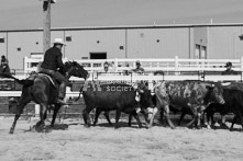 Equine Photography from horse events at the 174th Ancaster fair on September 20th of 2024.