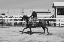 Equine Photography from horse events at the 174th Ancaster fair on September 20th of 2024.