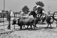 Equine Photography from horse events at the 174th Ancaster fair on September 20th of 2024.