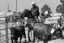 Equine Photography from horse events at the 174th Ancaster fair on September 20th of 2024.