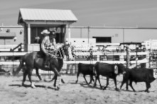 Equine Photography from horse events at the 174th Ancaster fair on September 20th of 2024.