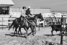 Equine Photography from horse events at the 174th Ancaster fair on September 20th of 2024.