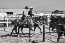 Equine Photography from horse events at the 174th Ancaster fair on September 20th of 2024.