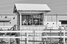 Equine Photography from horse events at the 174th Ancaster fair on September 20th of 2024.