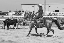 Equine Photography from horse events at the 174th Ancaster fair on September 20th of 2024.