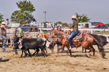 Equine Photography from horse events at the 174th Ancaster fair on September 20th of 2024.