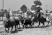 Equine Photography from horse events at the 174th Ancaster fair on September 20th of 2024.