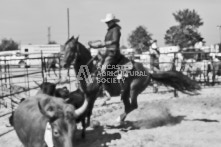 Equine Photography from horse events at the 174th Ancaster fair on September 20th of 2024.