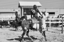 Equine Photography from horse events at the 174th Ancaster fair on September 20th of 2024.