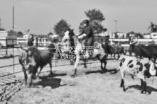 Equine Photography from horse events at the 174th Ancaster fair on September 20th of 2024.