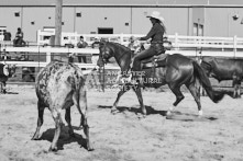 Equine Photography from horse events at the 174th Ancaster fair on September 20th of 2024.