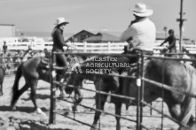 Equine Photography from horse events at the 174th Ancaster fair on September 20th of 2024.