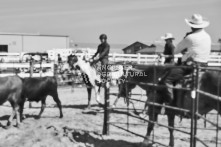 Equine Photography from horse events at the 174th Ancaster fair on September 20th of 2024.