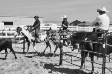 Equine Photography from horse events at the 174th Ancaster fair on September 20th of 2024.