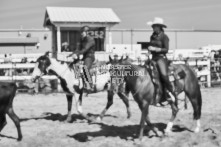 Equine Photography from horse events at the 174th Ancaster fair on September 20th of 2024.