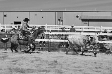 Equine Photography from horse events at the 174th Ancaster fair on September 20th of 2024.