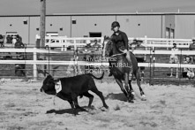 Equine Photography from horse events at the 174th Ancaster fair on September 20th of 2024.