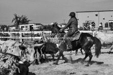 Equine Photography from horse events at the 174th Ancaster fair on September 20th of 2024.