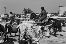 Equine Photography from horse events at the 174th Ancaster fair on September 20th of 2024.