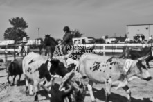 Equine Photography from horse events at the 174th Ancaster fair on September 20th of 2024.