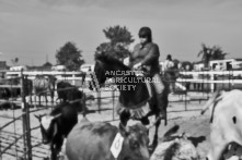 Equine Photography from horse events at the 174th Ancaster fair on September 20th of 2024.